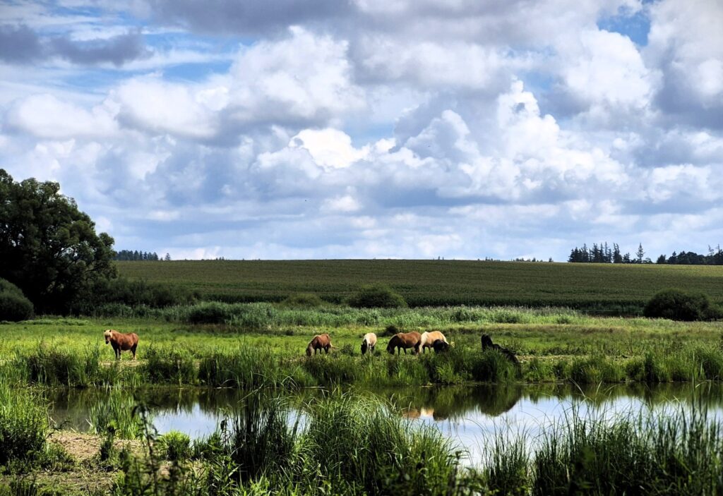 Shetland ponies taking care of grass in our Nature park.