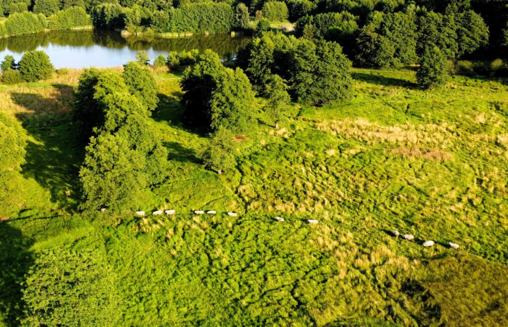 Sheep are also used for grass and weed control.